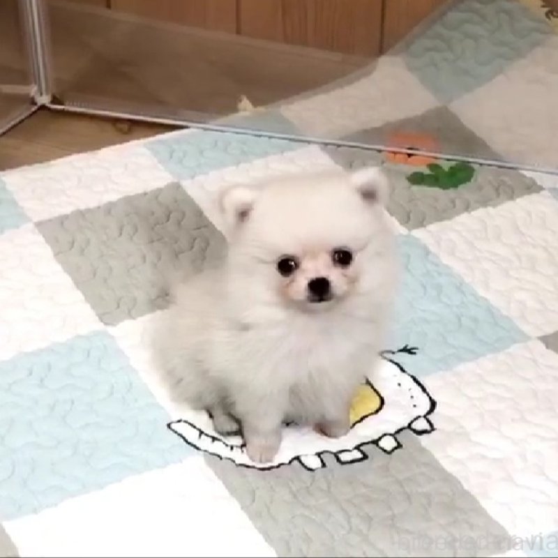 販売中の千葉県のポメチワ:ポメラニアン×チワワ-453475の3枚目