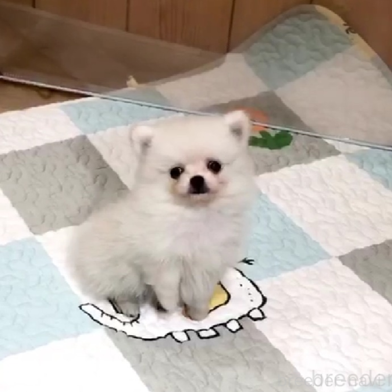 販売中の千葉県のポメチワ:ポメラニアン×チワワ-453475の2枚目