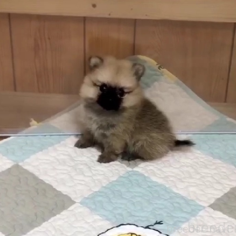 販売中の千葉県のポメチワ:ポメラニアン×チワワ-453477の5枚目