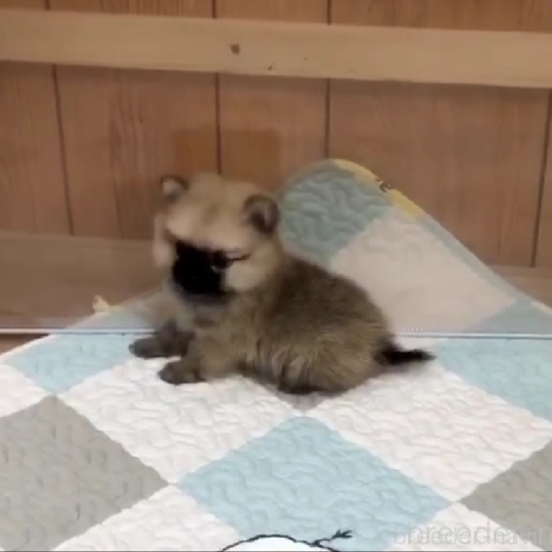 販売中の千葉県のポメチワ:ポメラニアン×チワワ-453477の4枚目