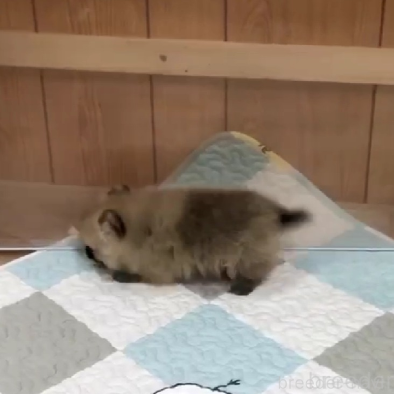 販売中の千葉県のポメチワ:ポメラニアン×チワワ-453477の3枚目