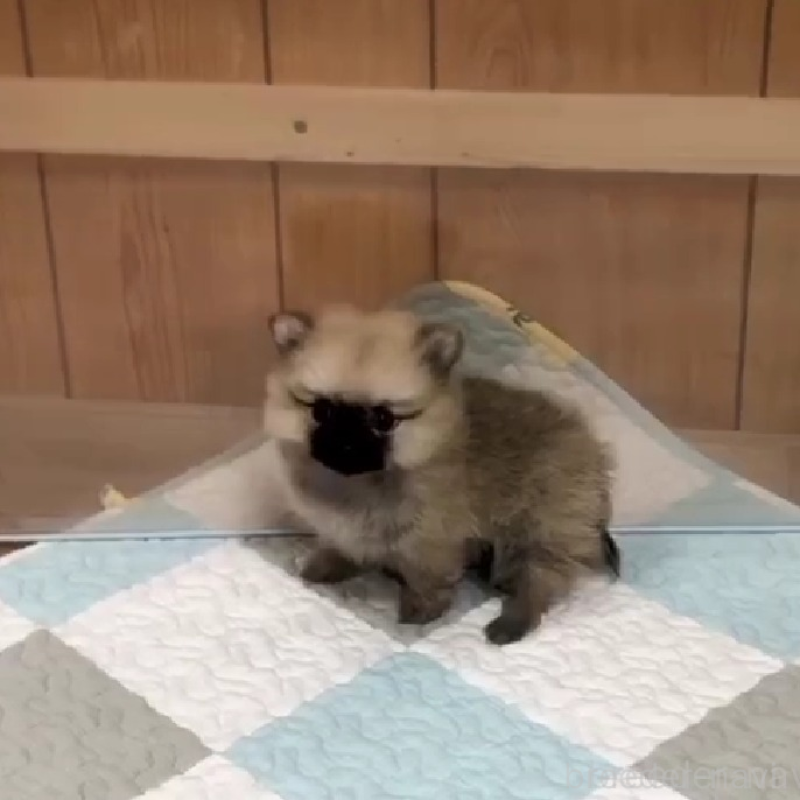 販売中の千葉県のポメチワ:ポメラニアン×チワワ-453477の2枚目