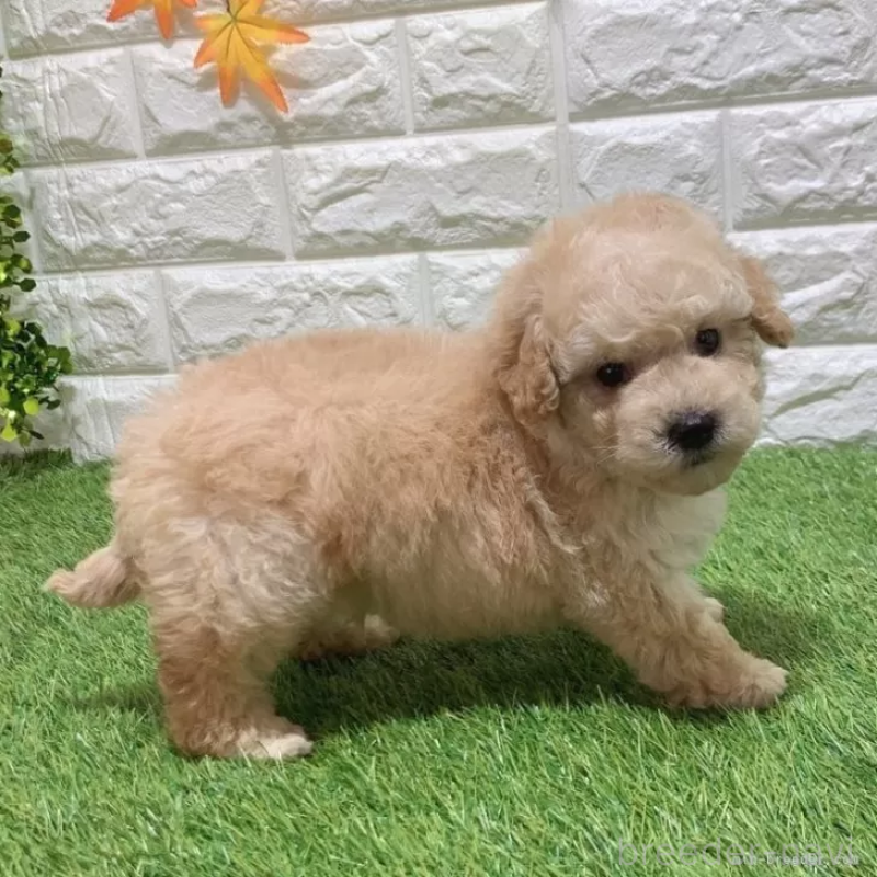 販売中の愛知県のトイプードル-451301の6枚目