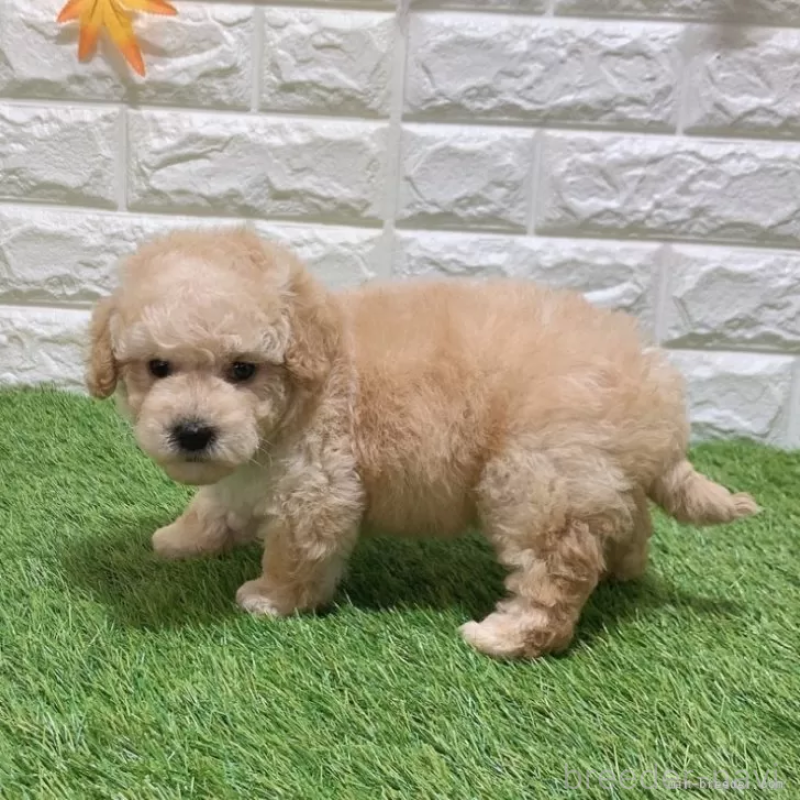 販売中の愛知県のトイプードル-451301の5枚目