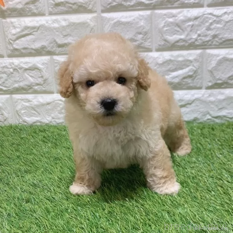 販売中の愛知県のトイプードル-451301の4枚目