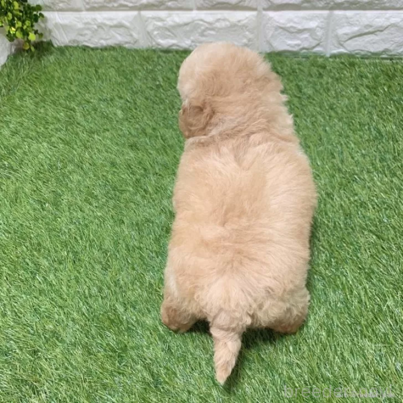 販売中の愛知県のトイプードル-451301の3枚目