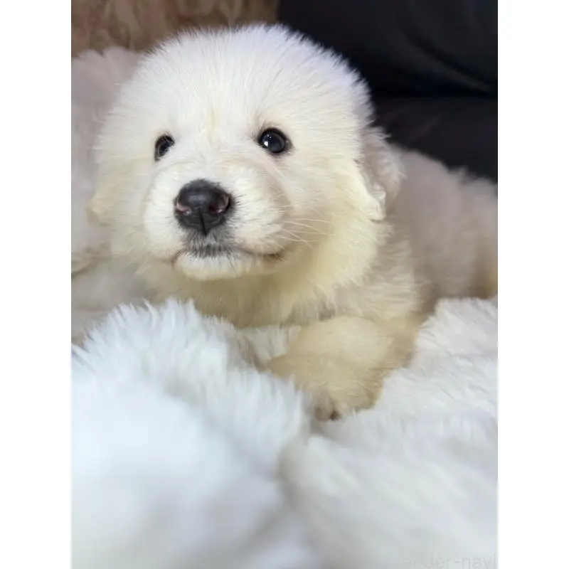 販売中の福岡県のグレートピレニーズ-453479の6枚目