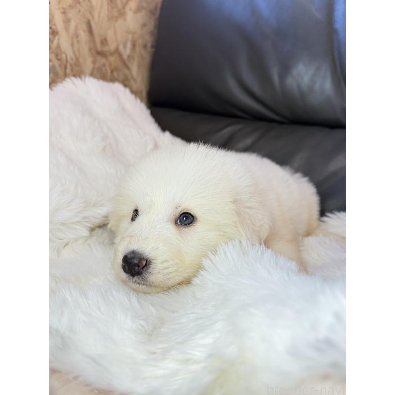 販売中の福岡県のグレートピレニーズ-453479の5枚目