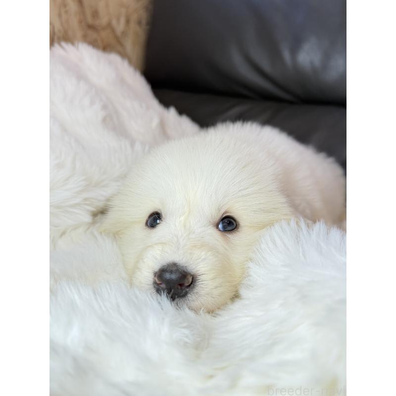 販売中の福岡県のグレートピレニーズ-453479の4枚目