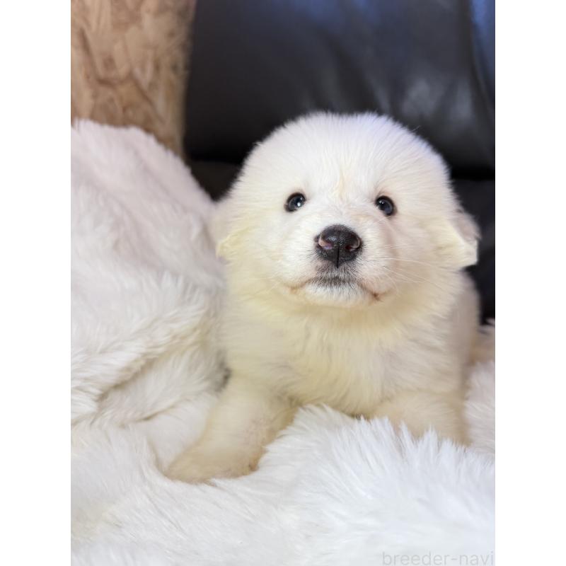 販売中の福岡県のグレートピレニーズ-453479の3枚目