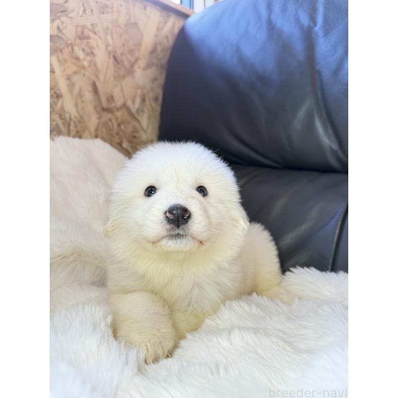 販売中の福岡県のグレートピレニーズ-453479の2枚目