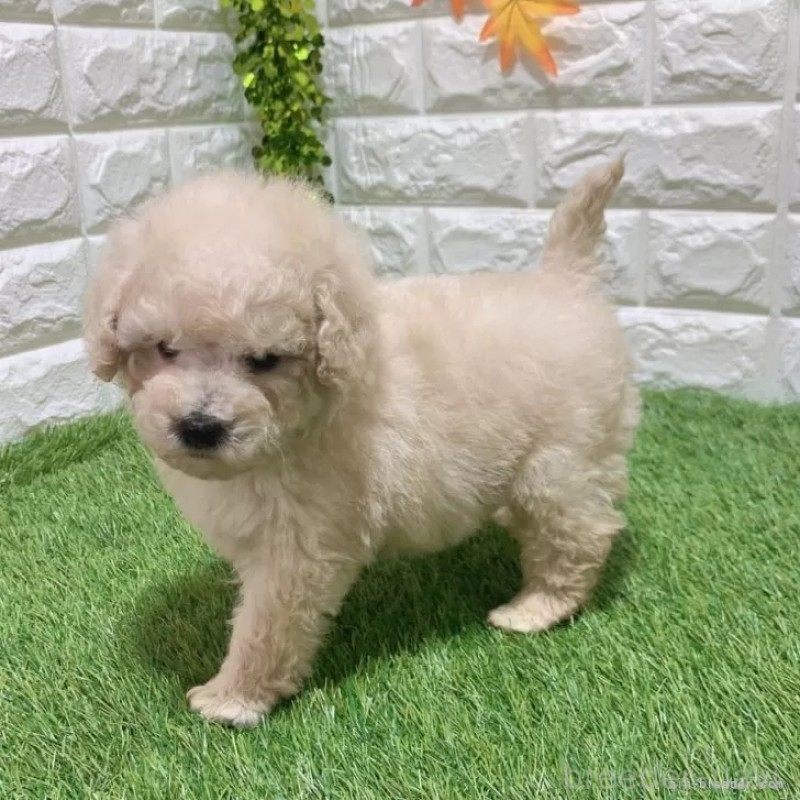 販売中の愛知県のトイプードル-451294の5枚目