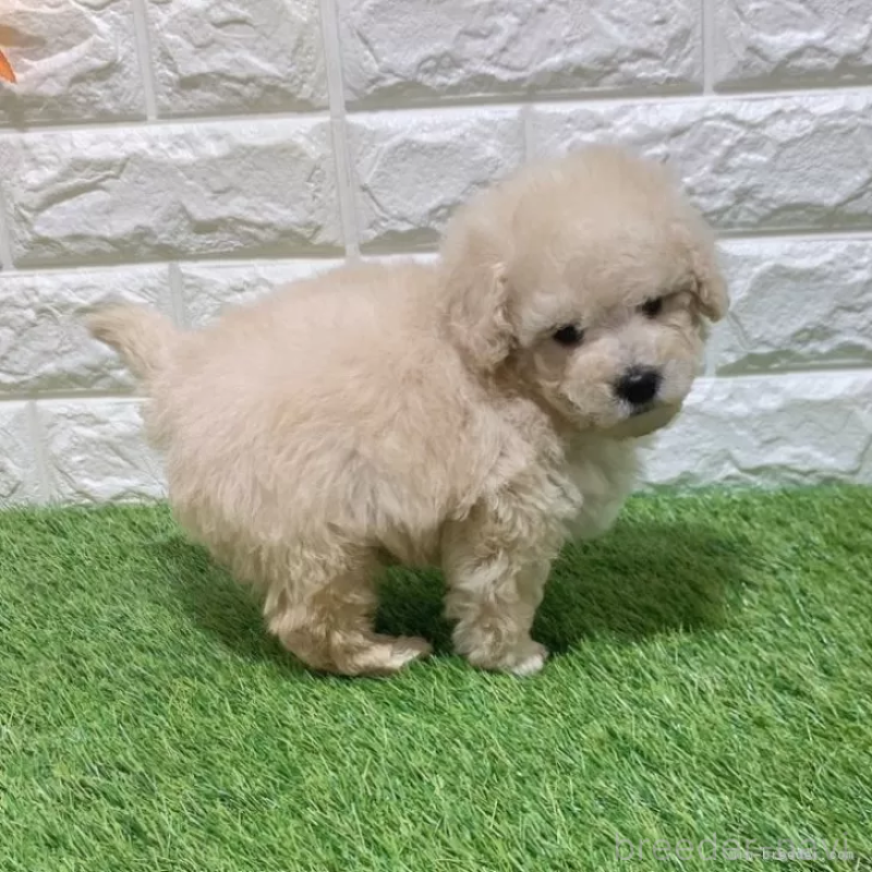 販売中の愛知県のトイプードル-451294の4枚目