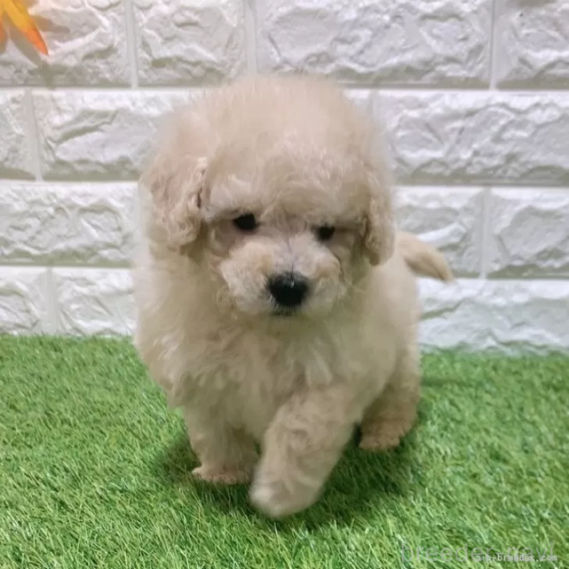 販売中の愛知県のトイプードル-451294の3枚目