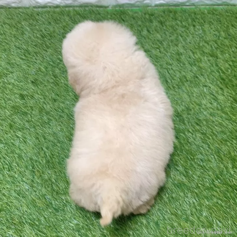 販売中の愛知県のトイプードル-451294の2枚目