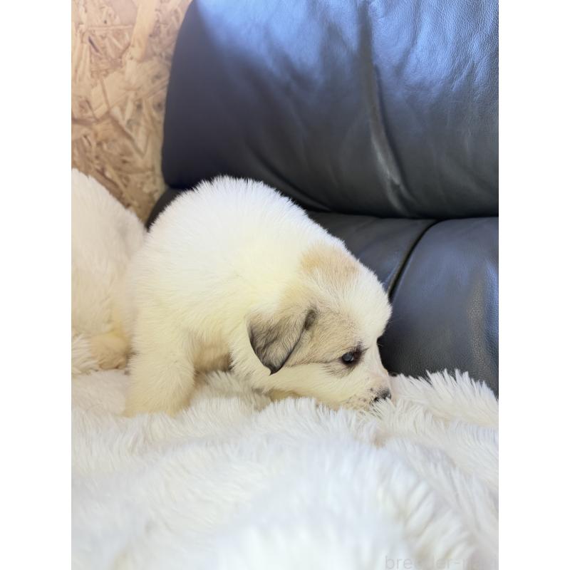 販売中の福岡県のグレートピレニーズ-453480の4枚目