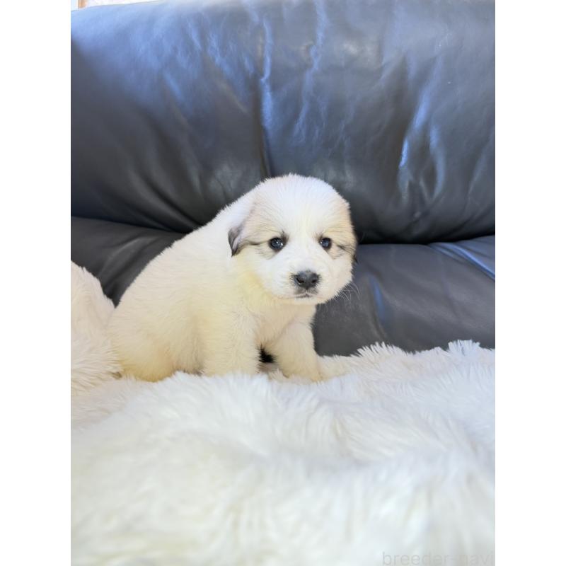 販売中の福岡県のグレートピレニーズ-453480の3枚目