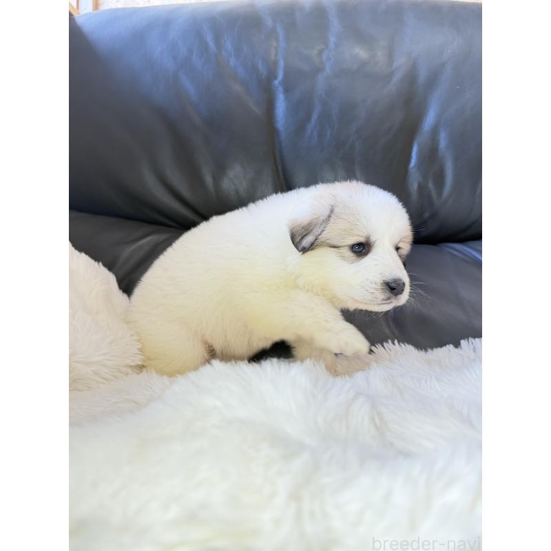 販売中の福岡県のグレートピレニーズ-453480の2枚目