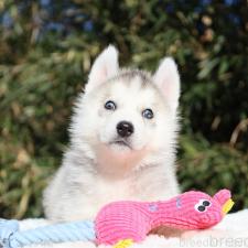 ♀︎シベリアンハスキー