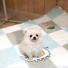 ♀︎ポメチワ:ポメラニアン×チワワ