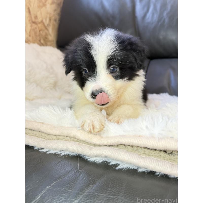 販売中の福岡県のボーダーコリー-453481の6枚目