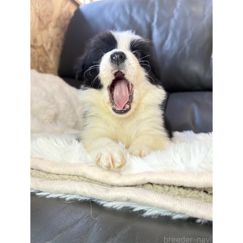 販売中の福岡県のボーダーコリー-453481の5枚目