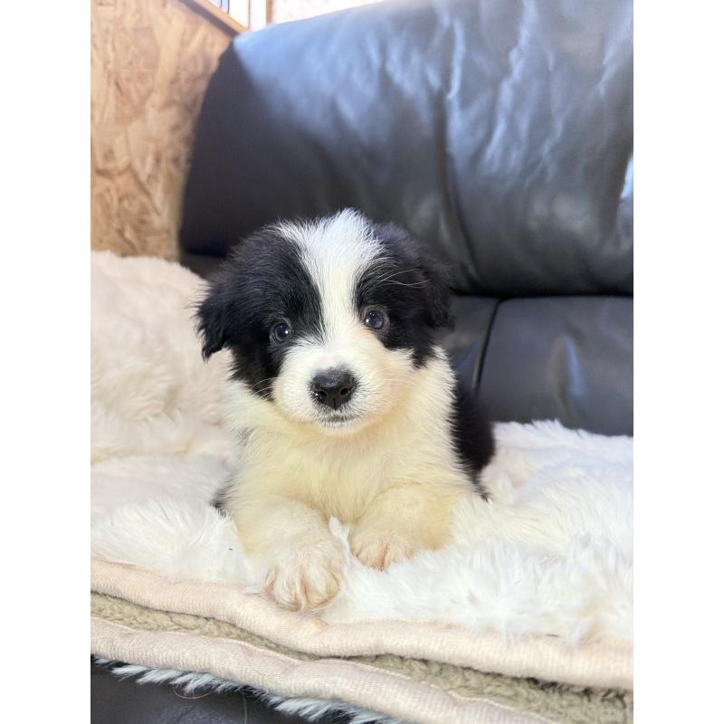 販売中の福岡県のボーダーコリー-453481の4枚目