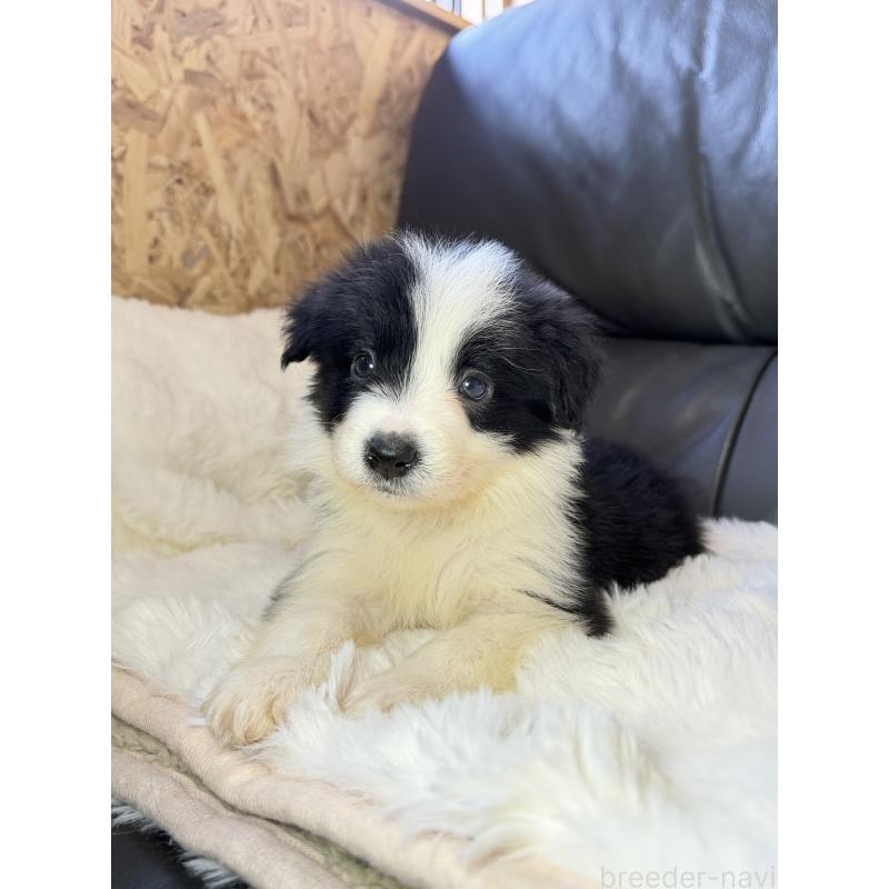 販売中の福岡県のボーダーコリー-453481の3枚目