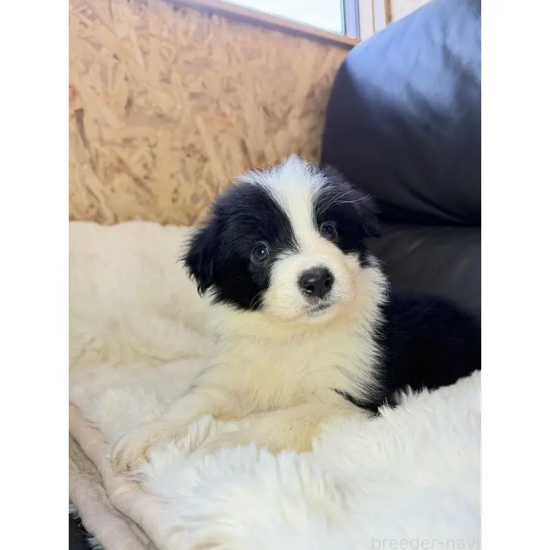 販売中の福岡県のボーダーコリー-453481の2枚目