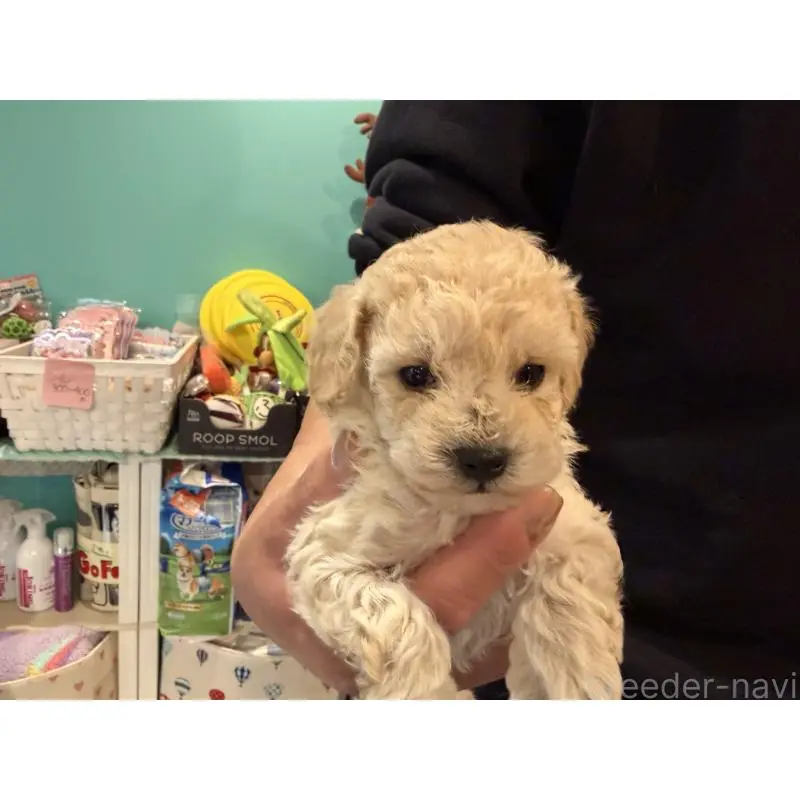 販売中の埼玉県のトイプードル-453482の6枚目