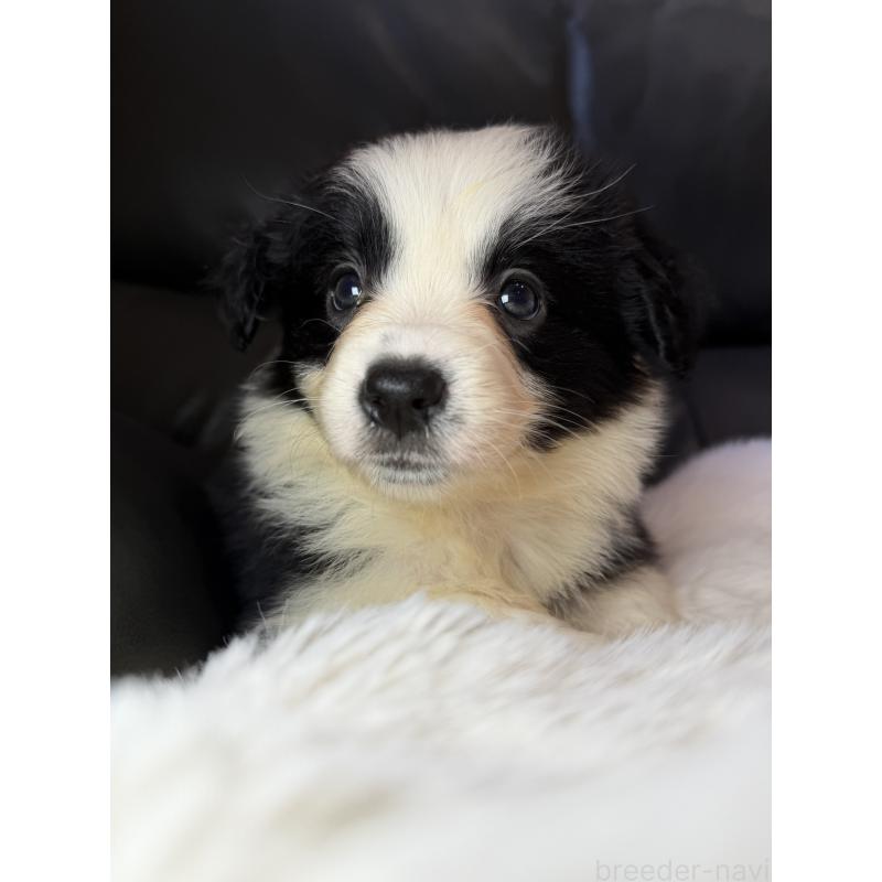 販売中の福岡県のボーダーコリー-453484の5枚目