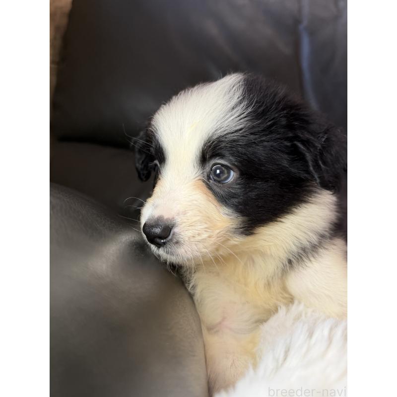 販売中の福岡県のボーダーコリー-453484の4枚目