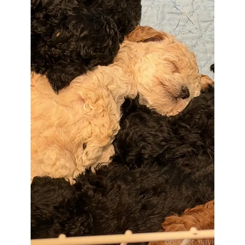 販売中の埼玉県のトイプードル-453482の5枚目