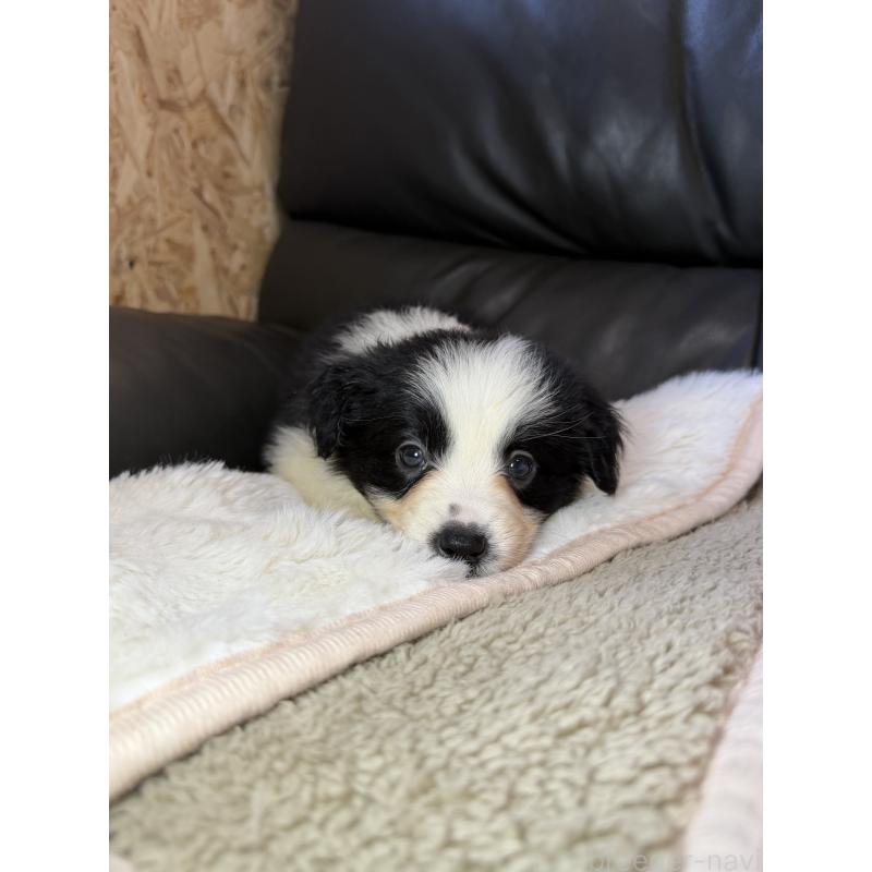 販売中の福岡県のボーダーコリー-453484の3枚目