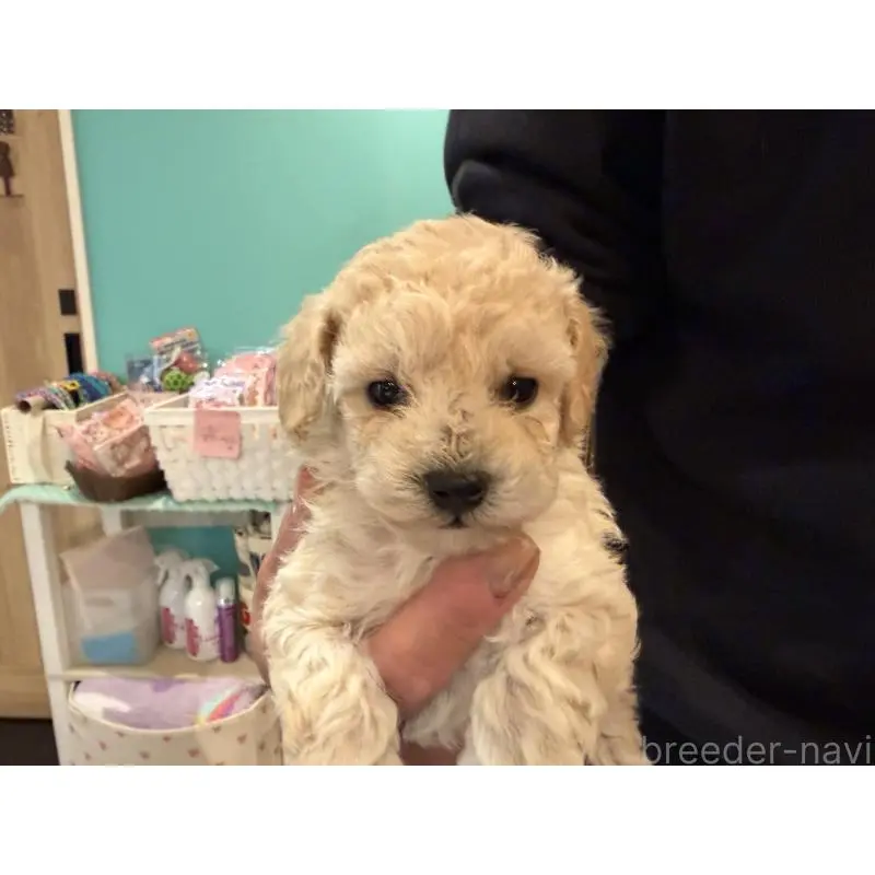 販売中の埼玉県のトイプードル-453482の4枚目