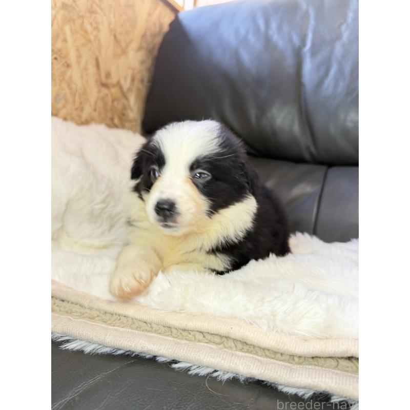 販売中の福岡県のボーダーコリー-453484の2枚目