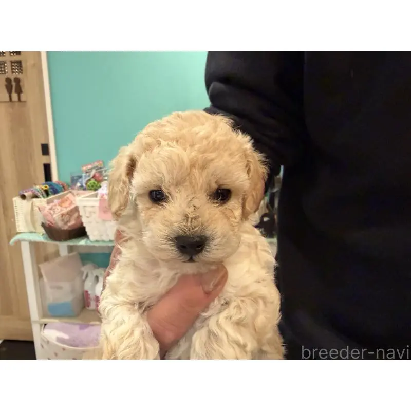 販売中の埼玉県のトイプードル-453482の3枚目