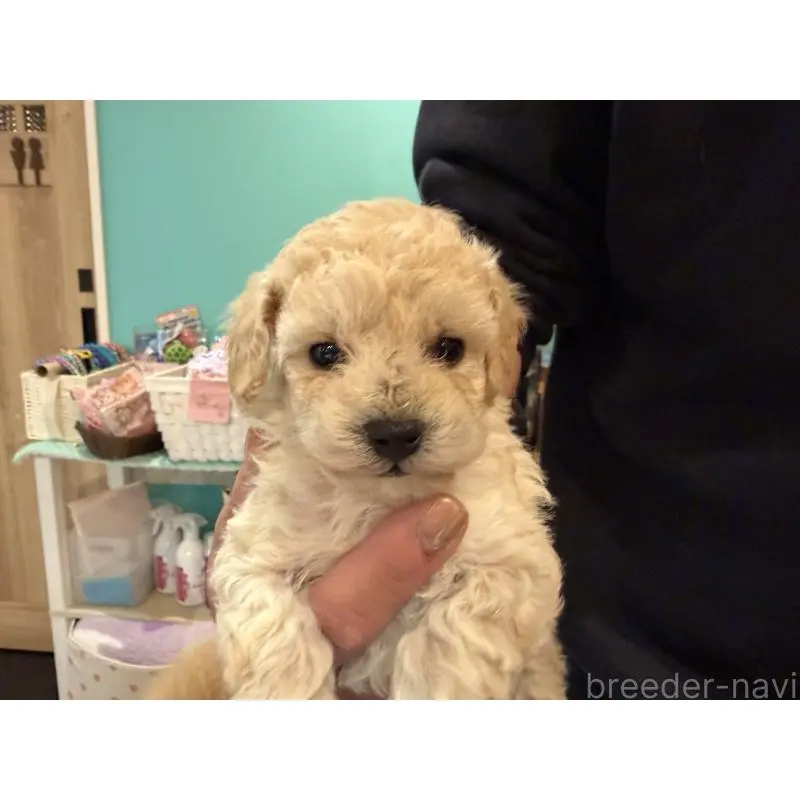 販売中の埼玉県のトイプードル-453482の2枚目