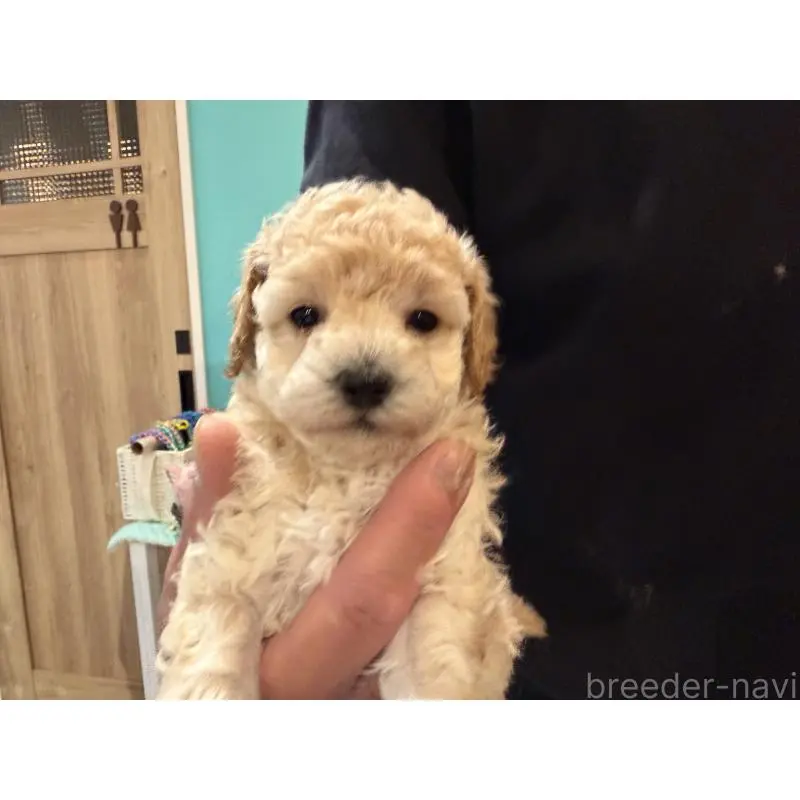 販売中の埼玉県のトイプードル-453483の5枚目