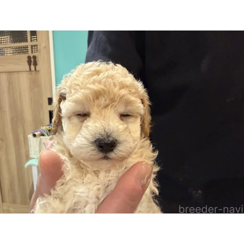 販売中の埼玉県のトイプードル-453483の4枚目