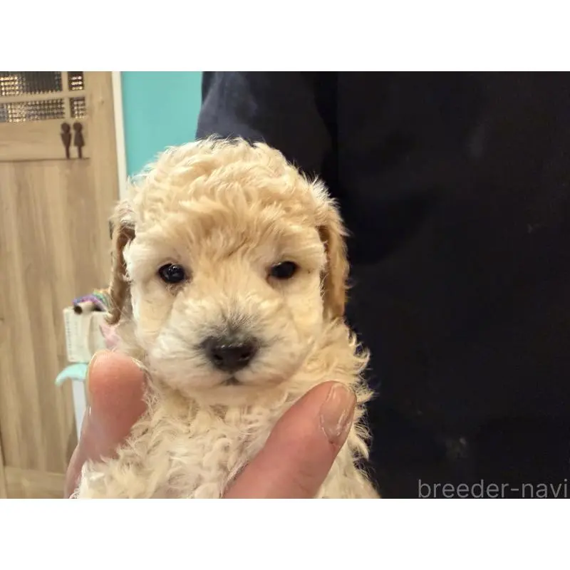 販売中の埼玉県のトイプードル-453483の3枚目