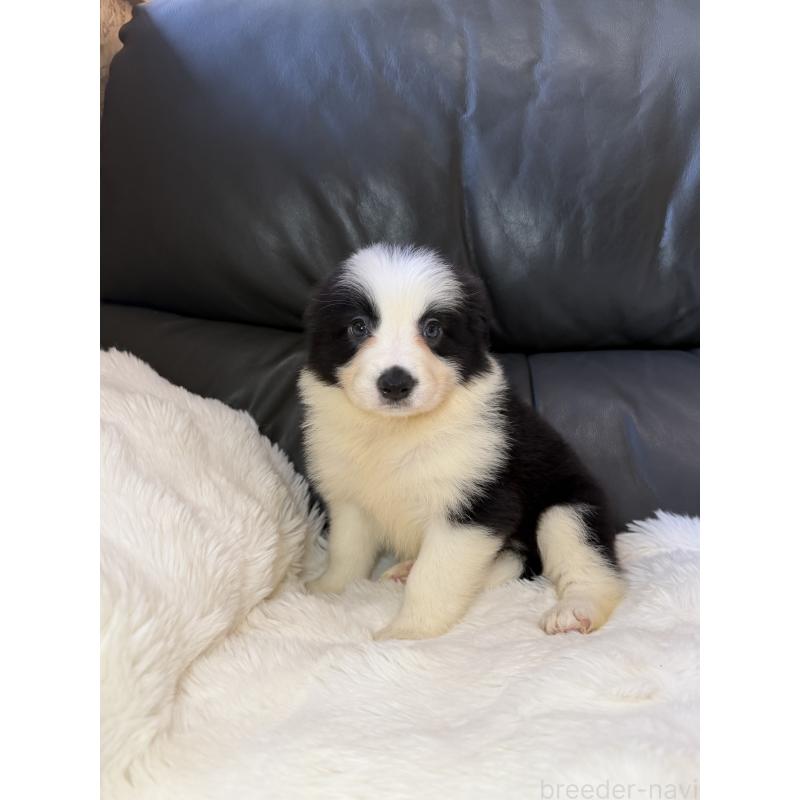 販売中の福岡県のボーダーコリー-453485の4枚目