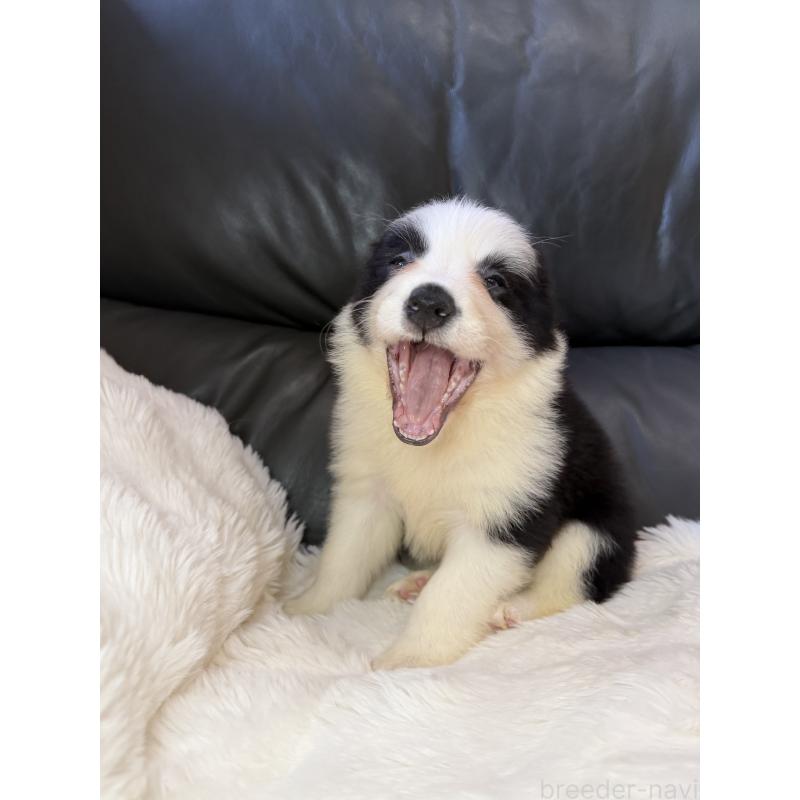 販売中の福岡県のボーダーコリー-453485の3枚目