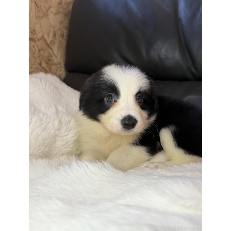 販売中の福岡県のボーダーコリー-453485の2枚目