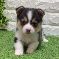 ♀︎ウェルシュコーギーペンブローク