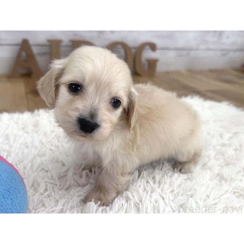 販売中の神奈川県のカニンヘンダックスフンド(ロングヘアード)-453488の5枚目