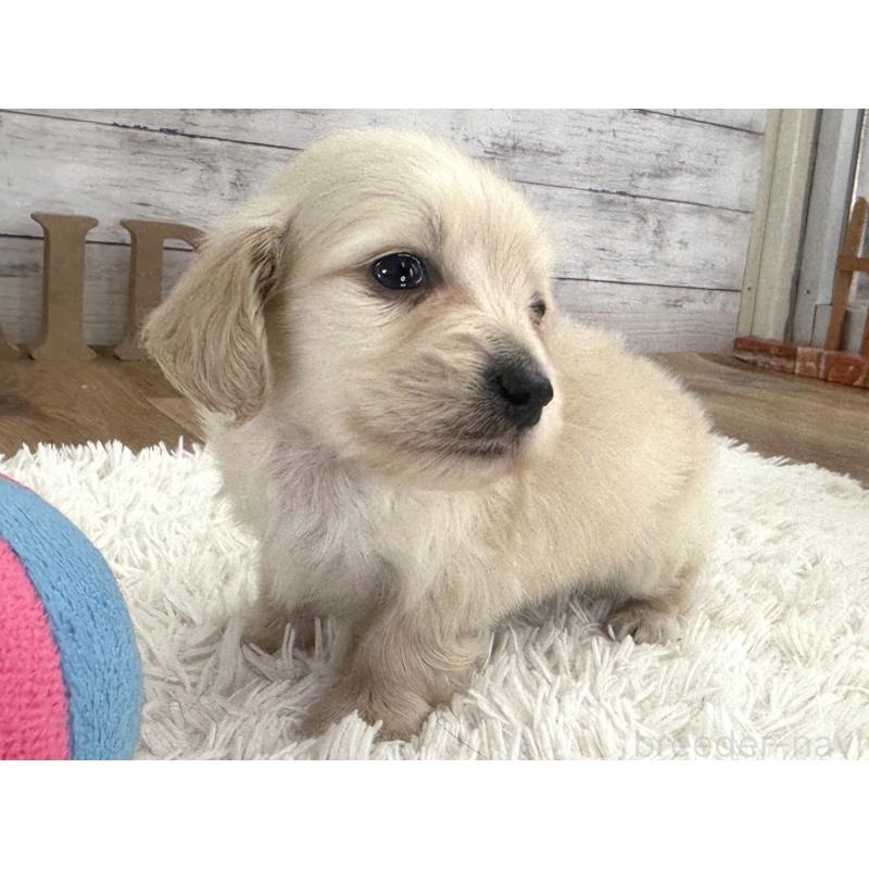 販売中の神奈川県のカニンヘンダックスフンド(ロングヘアード)-453488の4枚目