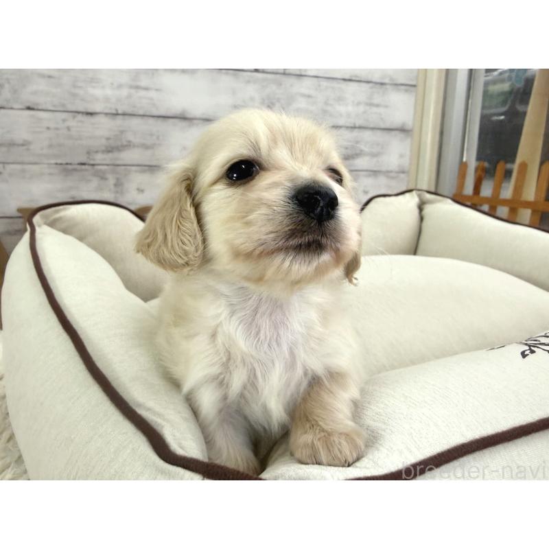 販売中の神奈川県のカニンヘンダックスフンド(ロングヘアード)-453488の2枚目