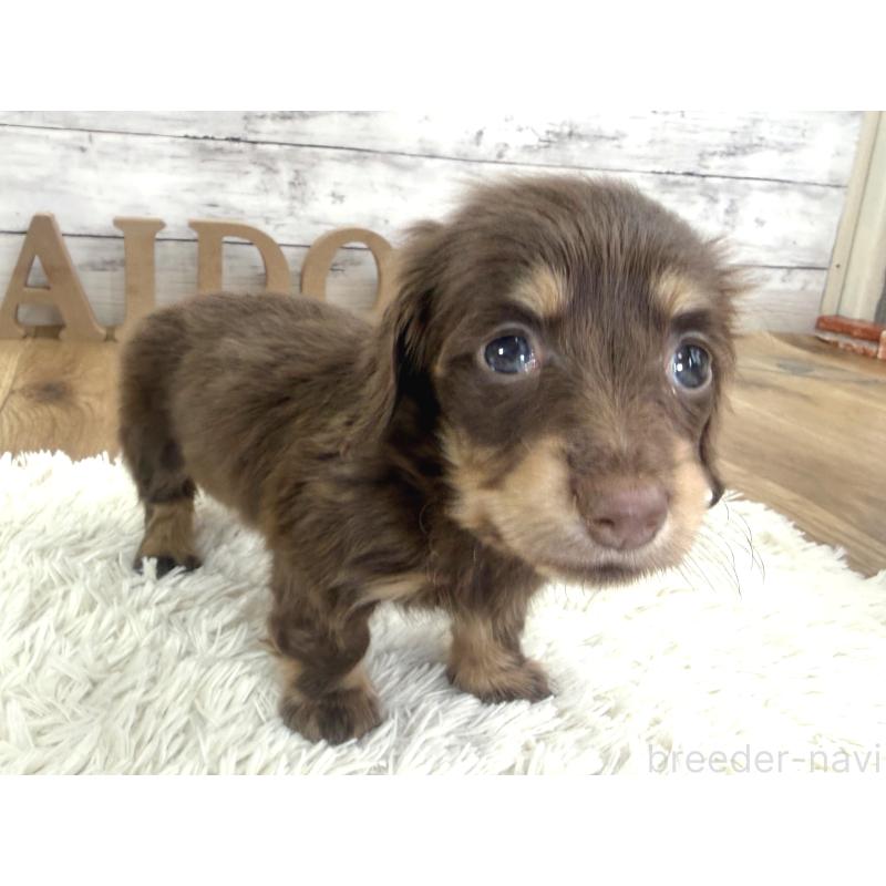 販売中の神奈川県のカニンヘンダックスフンド(ロングヘアード)-453489の5枚目