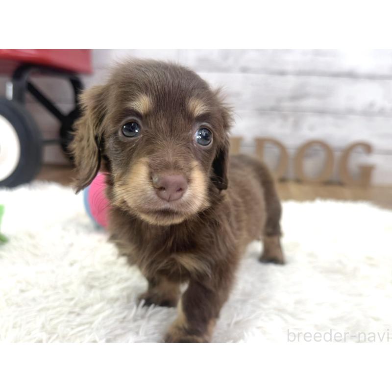 販売中の神奈川県のカニンヘンダックスフンド(ロングヘアード)-453489の4枚目